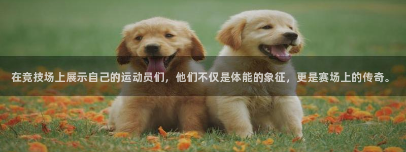 vsport体育官方集团官网：在竞技场上展示自己的运