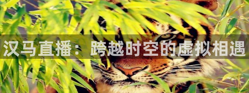 柠檬直播 篮球